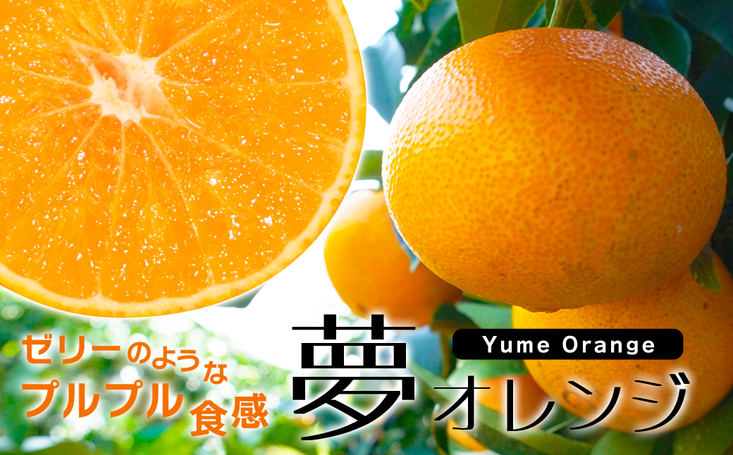 特選品】みかん職人の夢オレンジ３kg ｜ ふるさと納税 ｜ モンベル