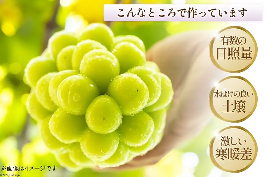 2025年発送】 シャインマスカット 2.5kg (3～6房) 朝採れ [山梨