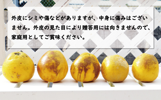 先行予約 訳あり 河内晩柑 樹齢20年以上 9kg みかん かわちばん 先行予約 訳あり 河内晩柑 樹齢20年以上 9kg みかん かわちばん
